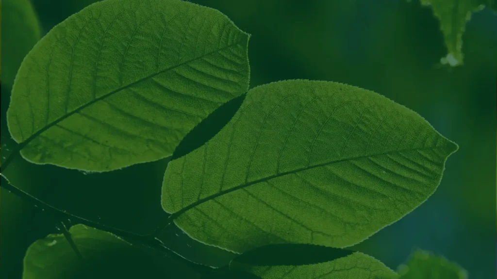 Environment and sustainability